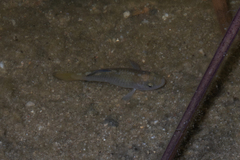Cyprinodon macularius