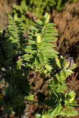 Veronica brachysiphon