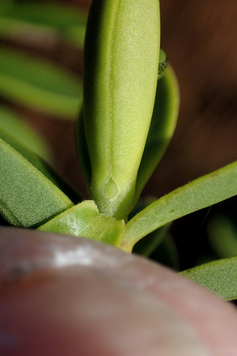 Image of Veronica brachysiphon by (c) Duncan Cunningham, some rights reserved (CC BY)
