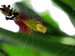 Arachnura melanura
