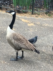 Branta canadensis