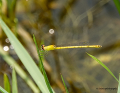 Agriocnemis kalinga