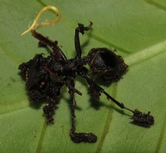 Ophiocordyceps kniphofioides
