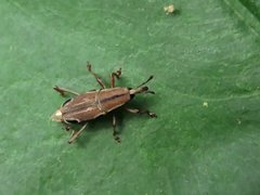 Sphenocorynes kosempoensis