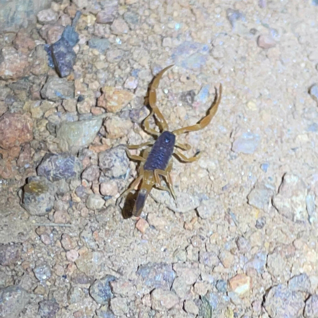 Tityus melici