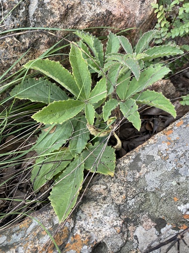 Cyphostemma cirrhosum