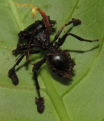 Ophiocordyceps kniphofioides