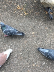 Columba livia domestica