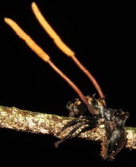 Ophiocordyceps kniphofioides