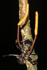 Ophiocordyceps kniphofioides