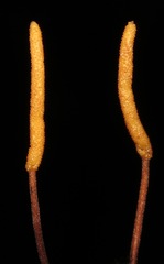 Ophiocordyceps kniphofioides