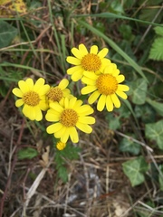 Asteraceae
