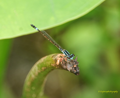 Agriocnemis clauseni