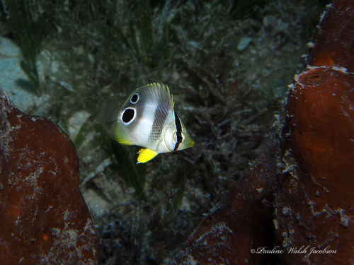 Four-eyed Butterflyfish