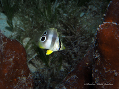 Foureye Butterflyfish photo 5