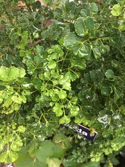 Polyscias filicifolia