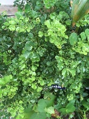 Polyscias filicifolia