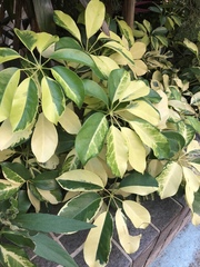 Heptapleurum ellipticum