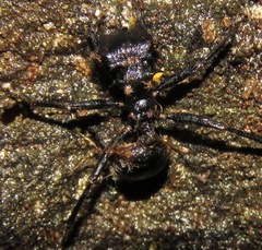 Ophiocordyceps kniphofioides