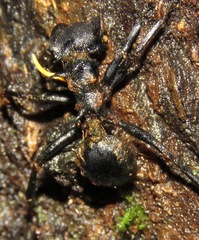 Ophiocordyceps kniphofioides