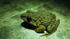 Glandirana emeljanovi