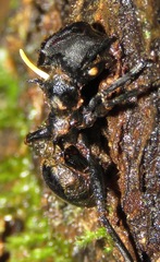 Ophiocordyceps kniphofioides