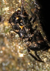 Ophiocordyceps kniphofioides
