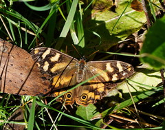 Heteronympha banksii