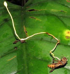 Ophiocordyceps sphecocephala