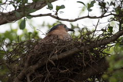 Gorsachius melanolophus