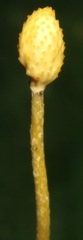 Ophiocordyceps sphecocephala