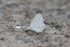 Celastrina lavendularis himilcon