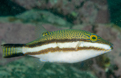 Canthigaster callisterna