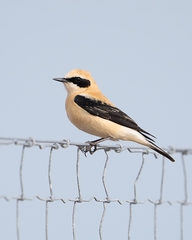 Black-Eared Wheatear photo 5