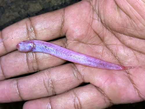 Burrowing goby (Trypauchen vagina) — Gobiidae — 3