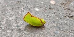 Salurnis marginella