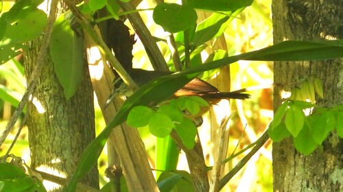Isthmian Wren (Cantorchilus elutus), photo 5