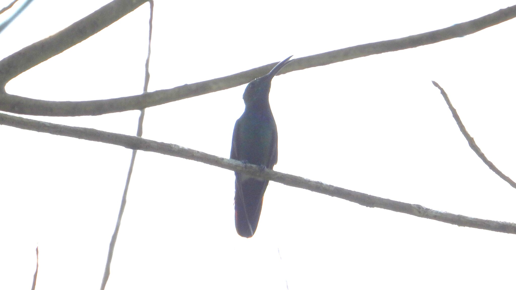 Veraguan Mango (Anthracothorax veraguensis), photo 9