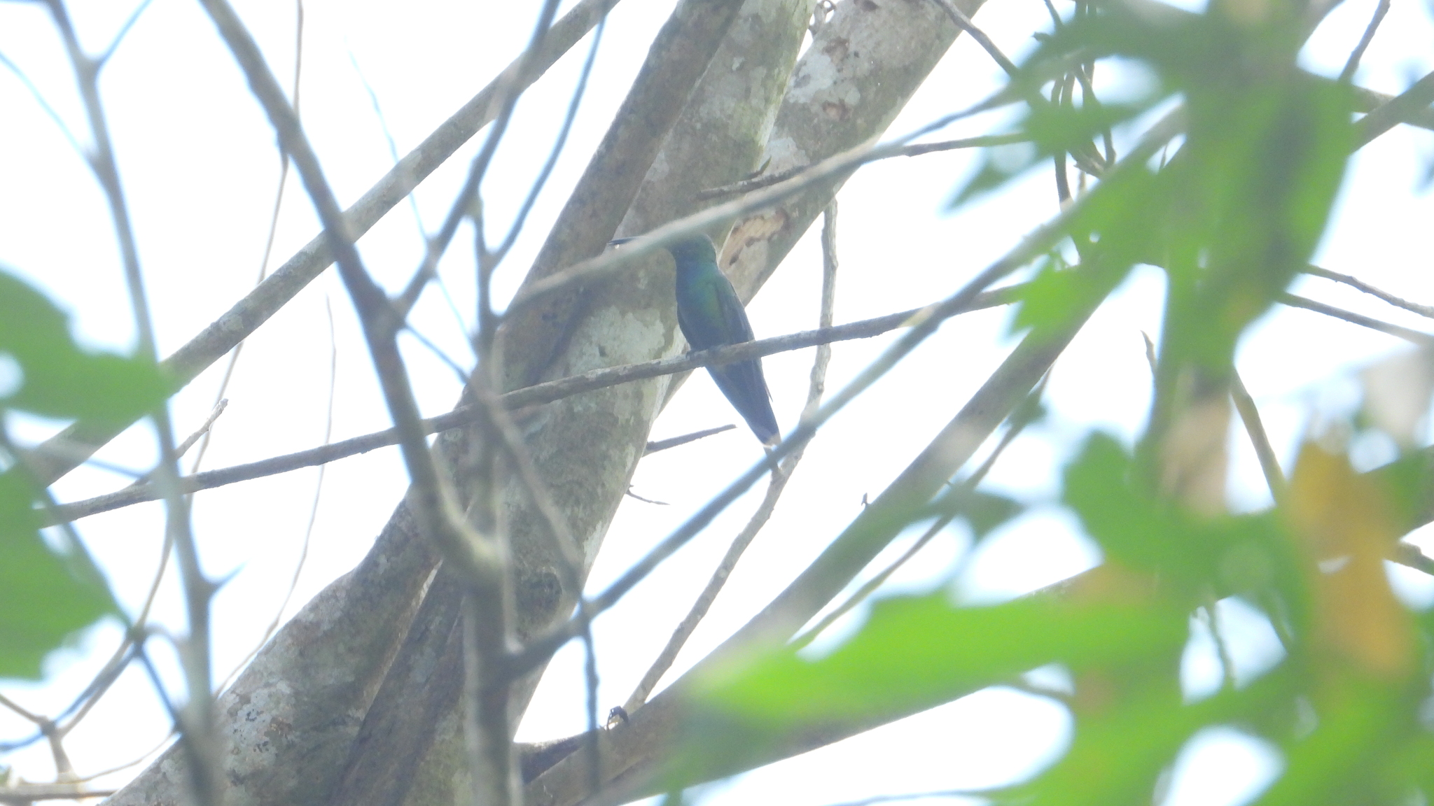 Veraguan Mango (Anthracothorax veraguensis), photo 10