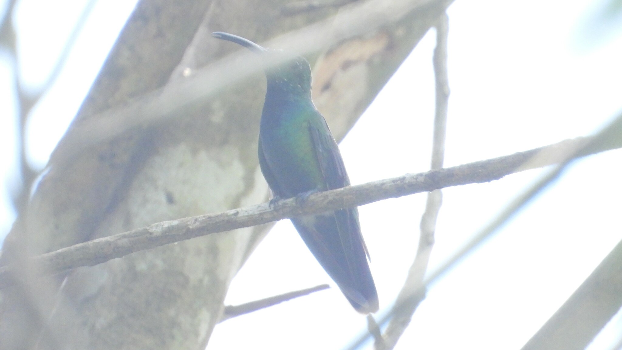 Veraguan Mango (Anthracothorax veraguensis), photo 8