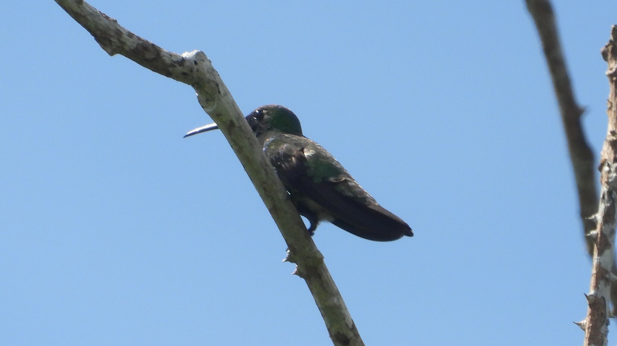 Veraguan Mango (Anthracothorax veraguensis), photo 7