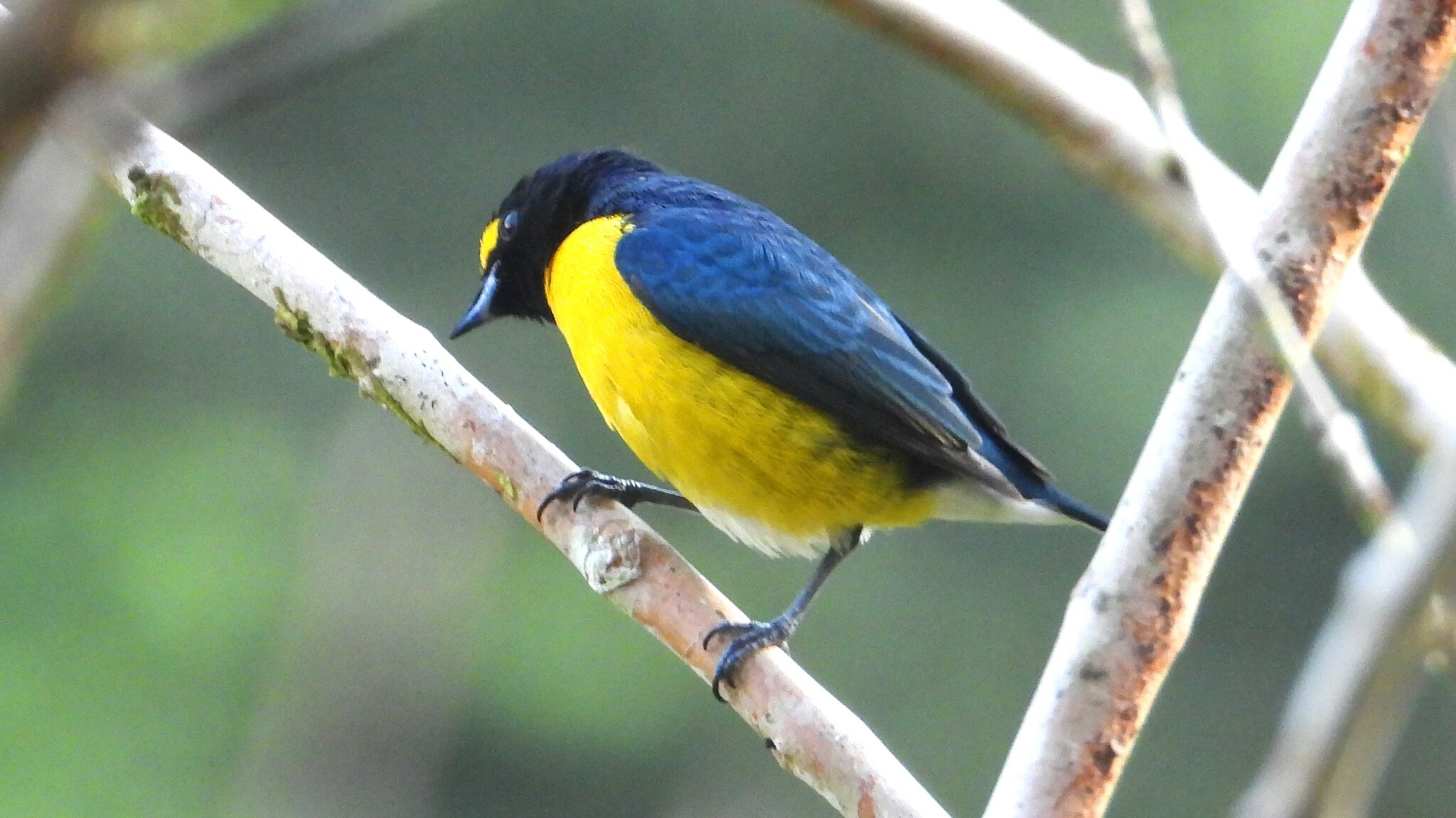White-vented Euphonia (Euphonia minuta), photo 9