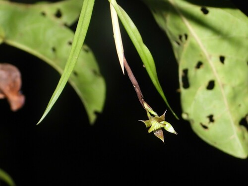 Epidendrum cystosum Ames