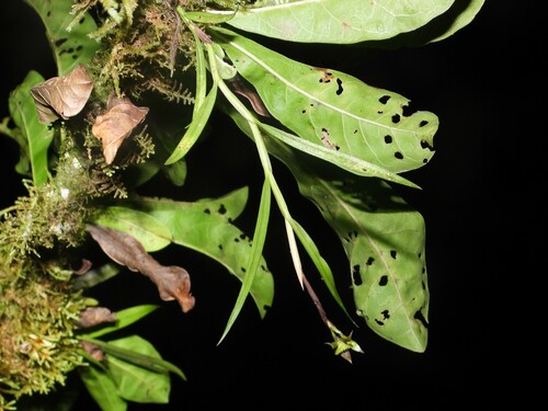 Epidendrum cystosum Ames 2