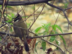 Pycnonotus leucogenys