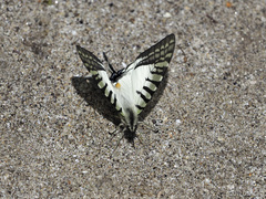 Graphium eurous