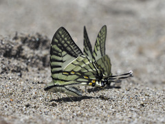 Graphium eurous