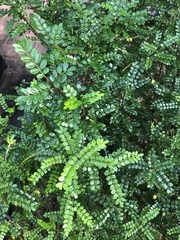 Zanthoxylum beecheyanum