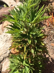 Pelargonium citronellum