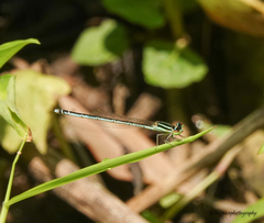 Agriocnemis lacteola